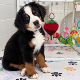 Navy boy - Tri-color male Bernese Mountain Dog puppy in Yuciapa, California from AlltheDoodlez_