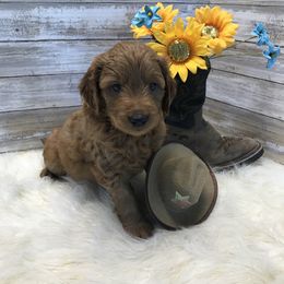 Goldendoodle and Poodle Puppies from Mustanghills Doodles and Poodles