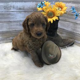 Goldendoodle and Poodle Puppies from Mustanghills Doodles and Poodles