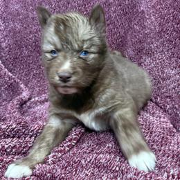 Georgia - Red and white female Siberian Husky puppy in London, Ohio from Rose Trail Siberian’s