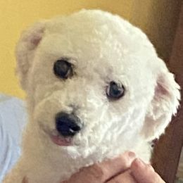 Daisy - Bichon Frise