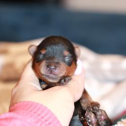 Yorkshire Terrier Puppies from Essence of Grace Yorkies