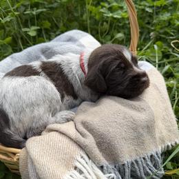 Wirehaired Pointing Griffon Puppies from Idleista Grand Chasseur