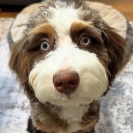 Bernedoodles and Goldendoodles from Teddy Puppies