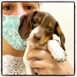 Dachshund Puppies from Gypsy Miniature Dachshunds