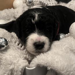 Teddy - Parti male Goldendoodle puppy in Waterloo, Illinois from Dreamy Doodles