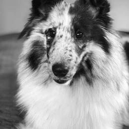 Shetland Sheepdog puppies from Cielito Lindo Shelties
