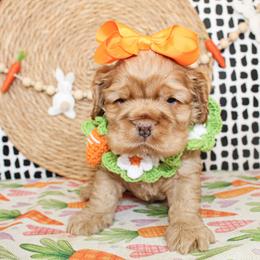Polly - Red female Cocker Spaniel puppy in Rattan, Oklahoma from Double M Cocker Spaniels