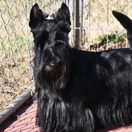 Scottish Terriers from Scottish Terriers at The Rock