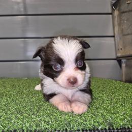 Girl 1 - Red tri female Toy Australian Shepherd puppy in Humansville, Missouri from Tater Tot aussies