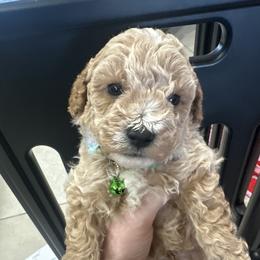 Louis - Apricot male Maltipoo puppy in Apple Valley, California from Boujeepups