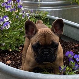 French Bulldogs from David Desvaux's French Bulldogs