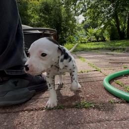 Cedarwood - White and black male Dalmatian puppy in Des Moines, Iowa from Spot Splattered Dalmatians