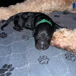 Patriot - Black male Goldendoodle puppy in Prosperity, Pennsylvania from Stelladoodles & Company