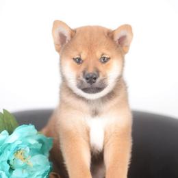 Naito - Red male Shiba Inu puppy in Neosho, Missouri from Sunny Terrace Shibas