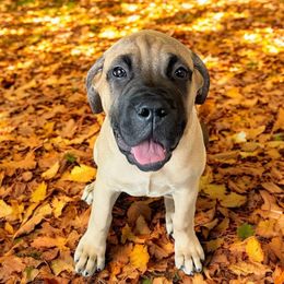 Bullmastiff Puppies from Ambrosia Mastiffs