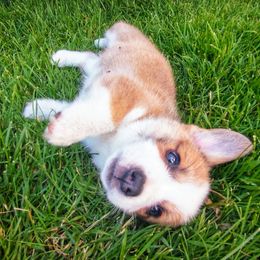 Australian Shepherd and Pembroke Welsh Corgi Puppies from Salt Creek Farm Dogs