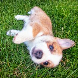 Australian Shepherd and Pembroke Welsh Corgi Puppies from Salt Creek Farm Dogs