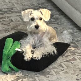 Sadie - Miniature Schnauzer