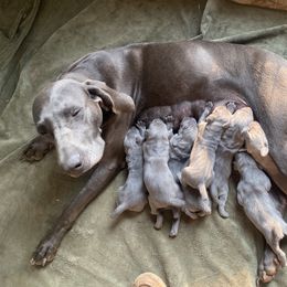 Weimaraner Puppies from Georgia Line Weimaraners