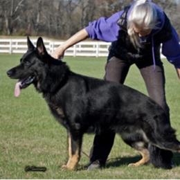 Urs aka Zorro - German Shepherd