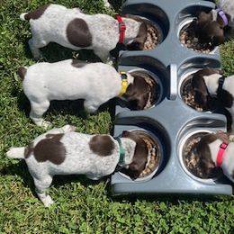 German Shorthaired Pointers from Harts Hill Kennel