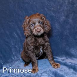 Primrose - Brown female Cockapoo puppy in Sunset, Louisiana from Cano Cockapoos