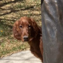 Reba - Mahogany female Irish Setter puppy in La Veta, Colorado from Maxwell Irish Setters