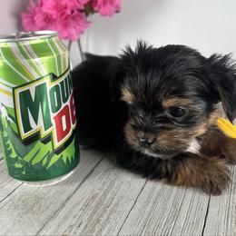 Teacup Y-B - Black and tan male Yorkshire Terrier puppy in Dahalonega, Georgia from Country Dog Kennels.