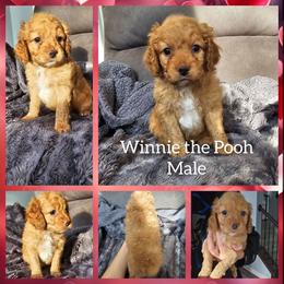 Winnie the Pooh - Red male Cockapoo puppy in Zanesville, Ohio from Oodles of Doodles & Poos