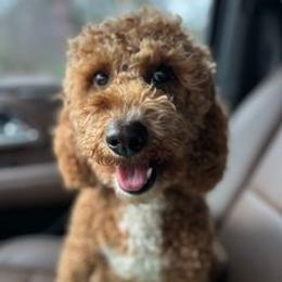 Mimosa - Goldendoodle