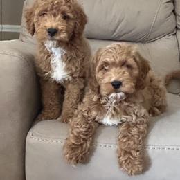 Kelly - Red  female Goldendoodle puppy in Mint Hill, North Carolina from DoodleForever