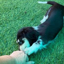 Travis Tritt - Piebald male Dachshund puppy in Irving, Texas from DFW Dachshunds by G & S