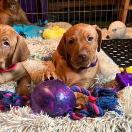 Vizsla Puppies from Encore Vizsla