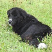 Kara - Karakachan