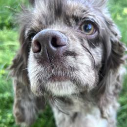 Rosey - Cockapoo