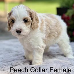 Peach Collar - Apricot female Australian Labradoodle puppy in Coeur D'alene, Idaho from Lake City Labradoodles