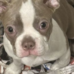 Girl 2 - Seal and white Boston Terrier puppy in Howell, New Jersey from Bill's Boston Babies