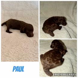 Paul - Brown male Poodle puppy in Piqua, Kansas from Legacy Farms Standard Poodles
