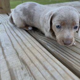 Dachshund Puppies from Vera Ruth Farms