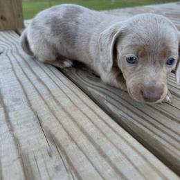 Dachshund Puppies from Vera Ruth Farms