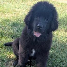 Black Newfoundland Male - Brown male Newfoundland puppy in Burfordville, Missouri from Umfleet Farms