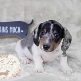 AKC Heath - Dapple male Dachshund puppy in Christiansburg, Virginia from Little Legs Luxury Dachshunds LLC
