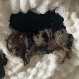 Aussiedoodle, Companion Cross, Poodle, and Yorkipoo Puppies from Teakwoodpoodleofsocal