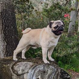 Gibson - Pug