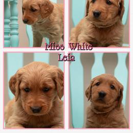 Leia - Dark golden female Golden Retriever puppy in Driggs, Idaho from SK Golden Retrievers