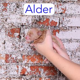 Alder - Red  male Goldendoodle puppy in Calhoun, Georgia from Happy Top Doodles