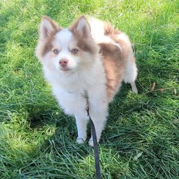 Pomsky Puppies from Tony Hwang