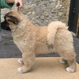 Akita Puppies from Sundara Akitas