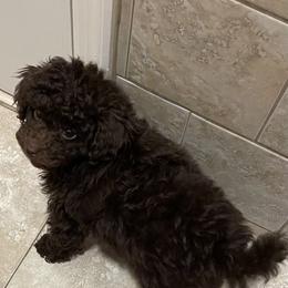 Poodle Puppies from Tiny Toy Poodles